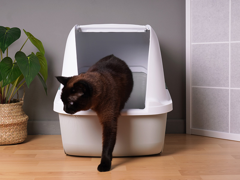 Liti�res pour chats